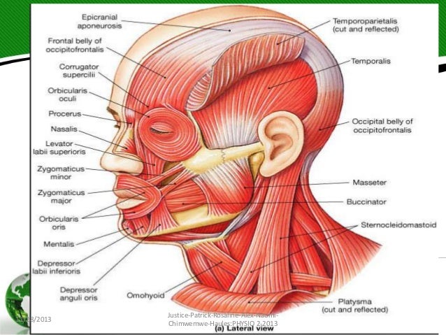 picture of facial muscles Hot naked igrl videos